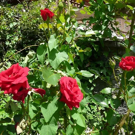 Schatz * נסלוואנגל