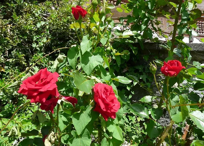 Schatz * Nesselwängle